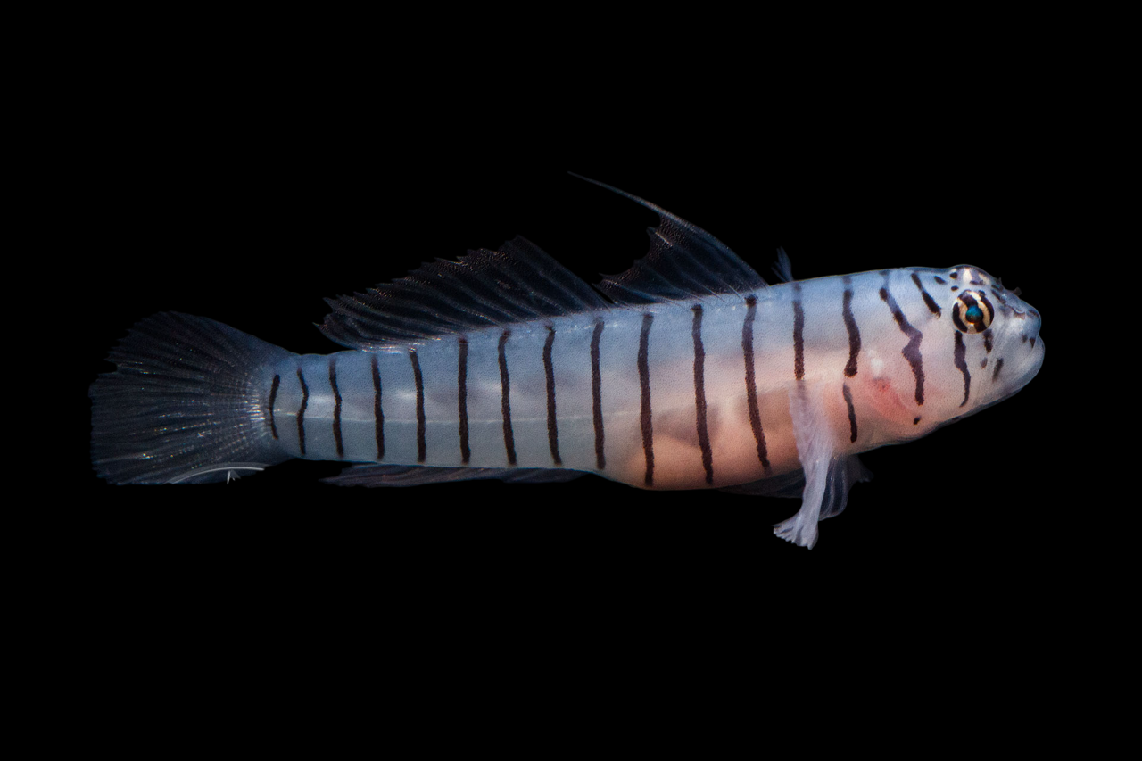 Tiger Goby