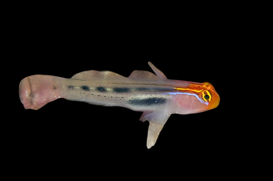 Red Head Goby