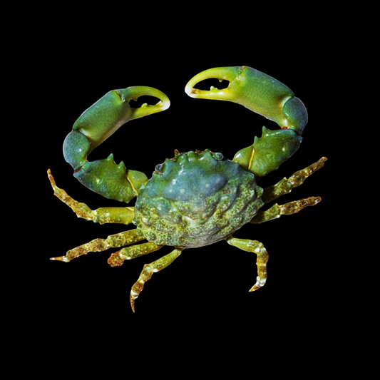 Emerald Crab