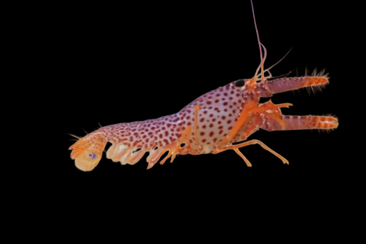 Daum's Reef Lobster