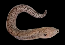 Giant Moray Eel