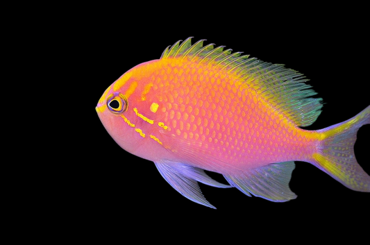 Fathead Sunburst Anthias