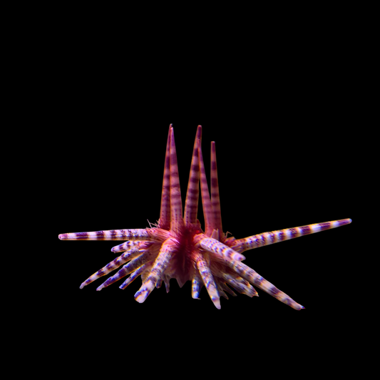 Banded Pencil Urchin