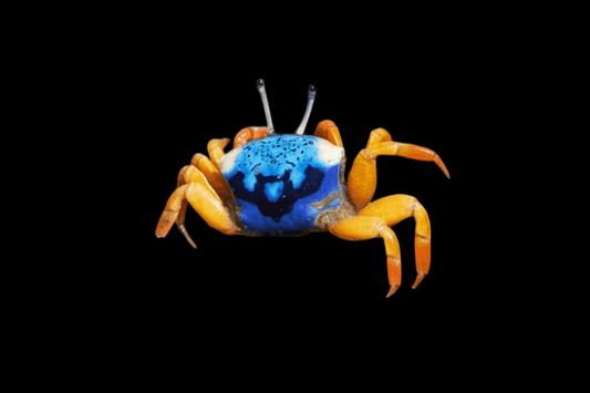 Blue Fiddler Crab