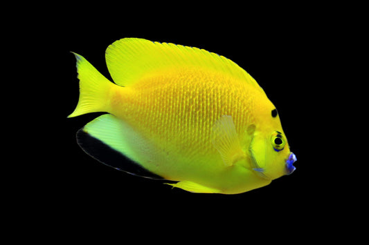 Flagfin Angelfish