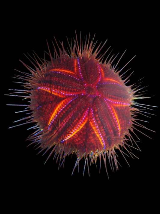 Blue Dot Pincushion Urchin