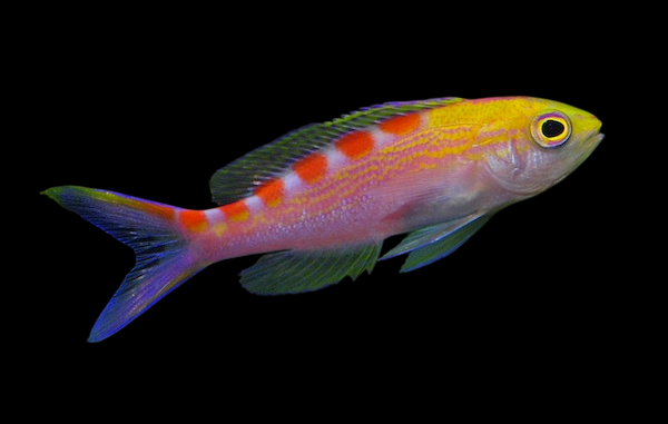 Central Pacific Anthias