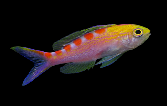 Central Pacific Anthias