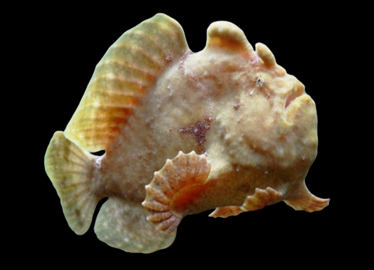 Frogfish
