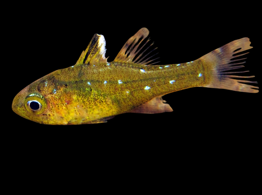 Frostfin Cardinalfish