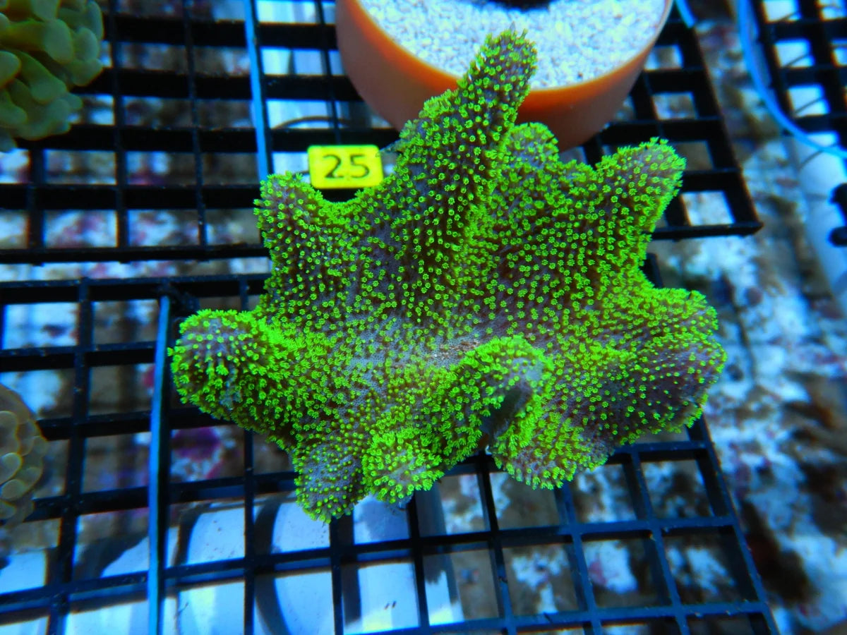 Sarcophytum sp. w/scleractinia