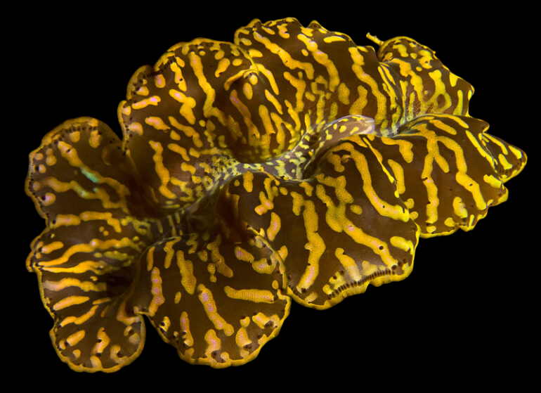 Ultra Premium Tiger Maxima Clam
