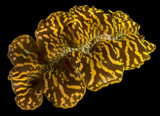 Ultra Premium Tiger Maxima Clam