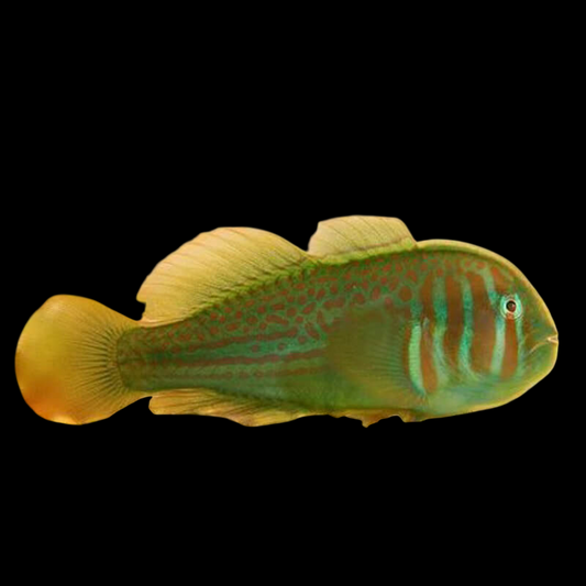 Green Clown Goby