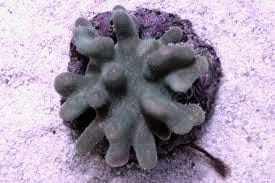 Lobophytum sp. w/ Scleractinia