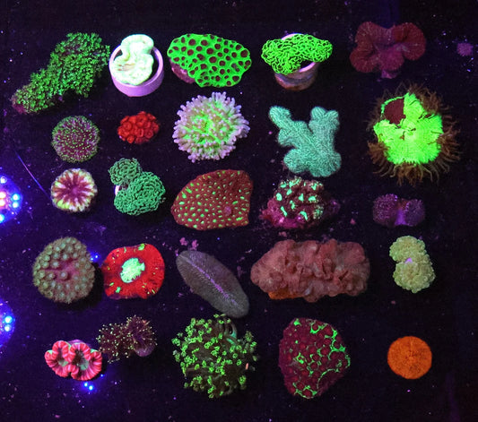 Assorted Corals Pack