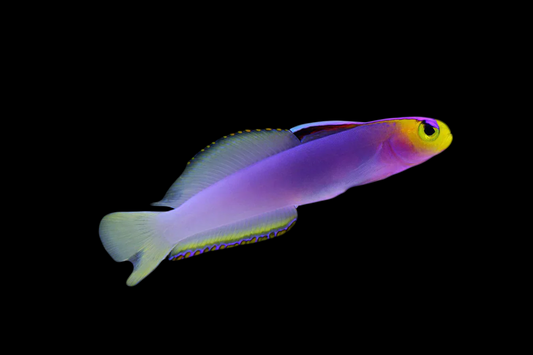 Helfichi Firefish