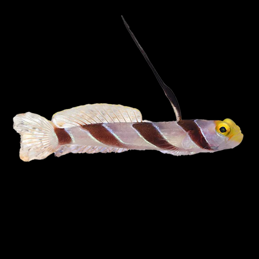 Hi Fin Red Banded Goby