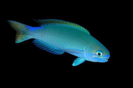 Randall's Tilefish