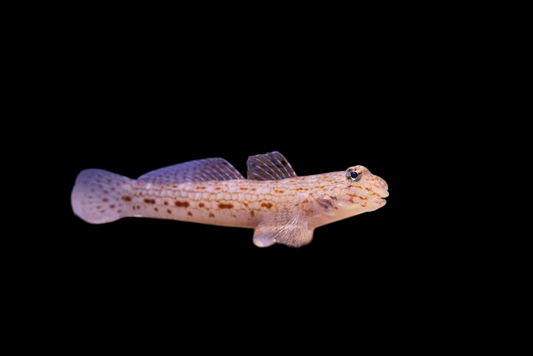 Decorated Goby