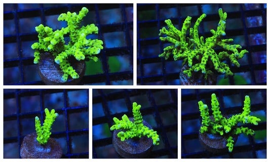 Anancropora forbesi