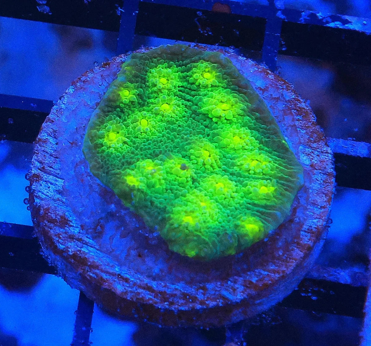 Echinophyllia sp.