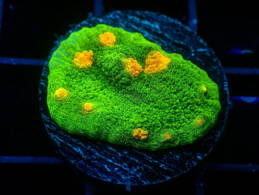 Echinophyllia sp.
