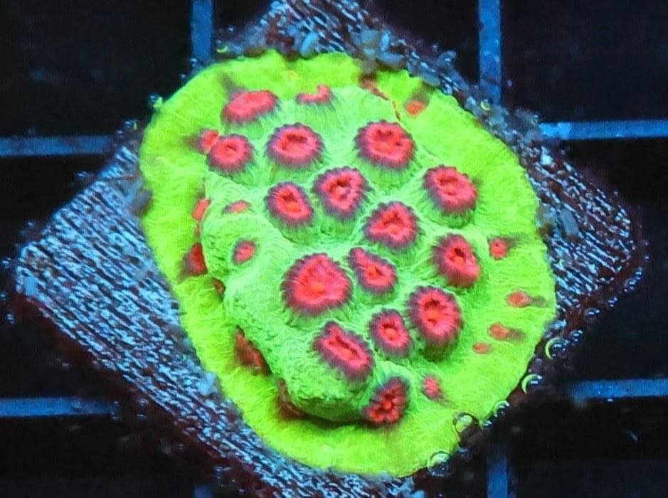Cyphastrea sp