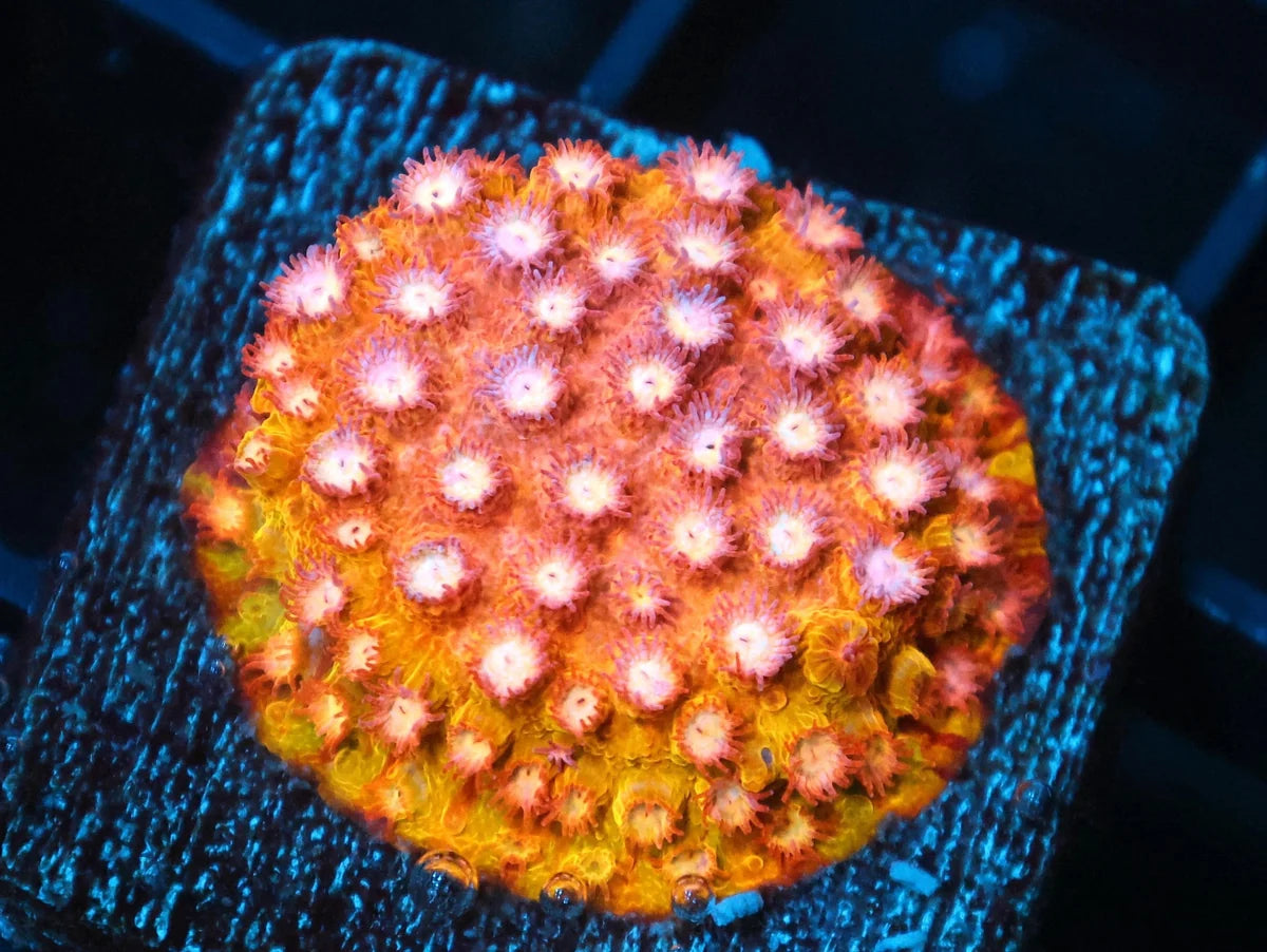 Cyphastrea sp.