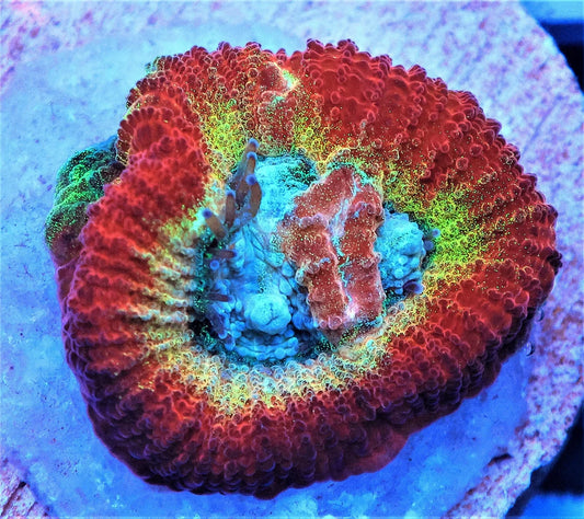 Rainbow Favia sp.