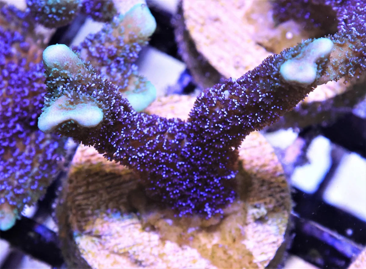 Montipora digitata