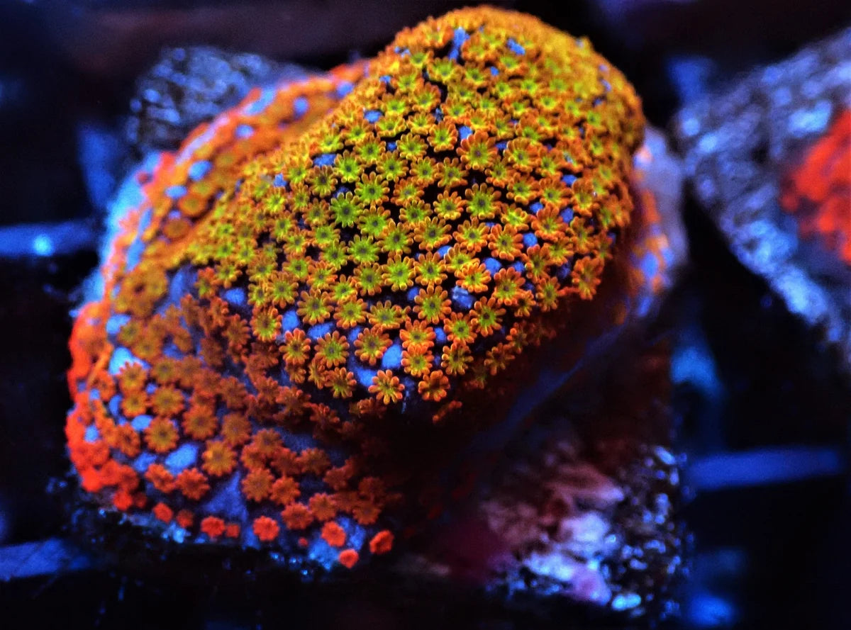 Fruity Montipora sp.