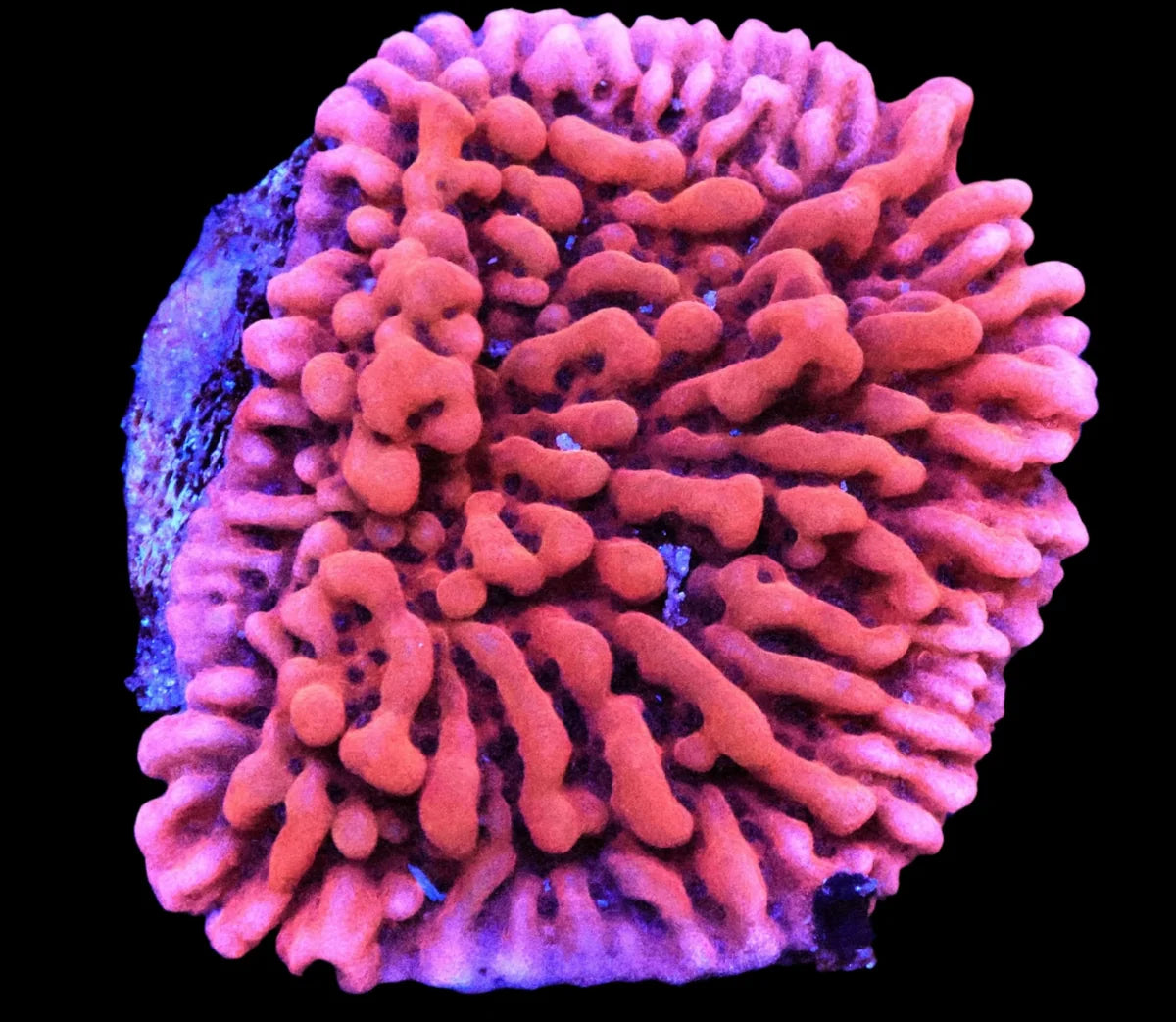 Montipora sp.