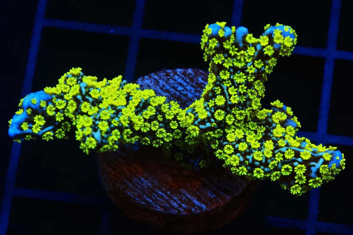 Montipora sp.