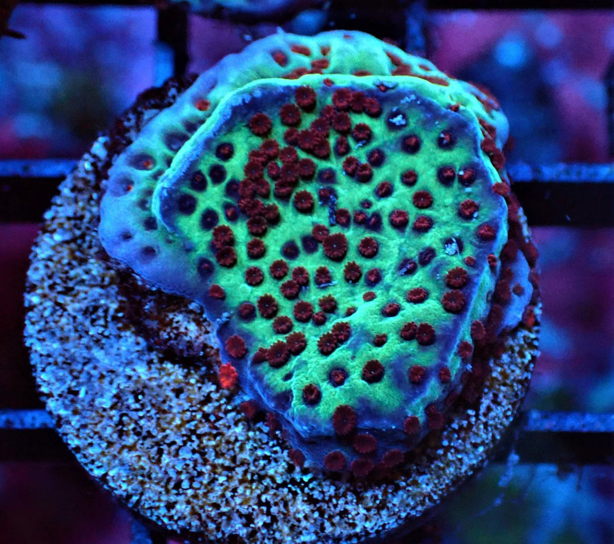 Montipora sp.