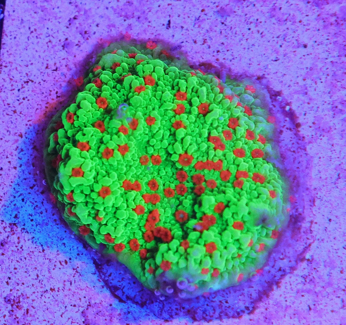 Montipora sp.