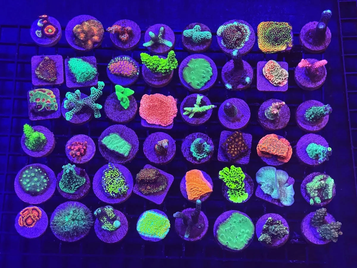 Assorted Corals