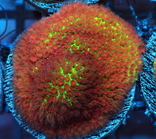 Porites sp