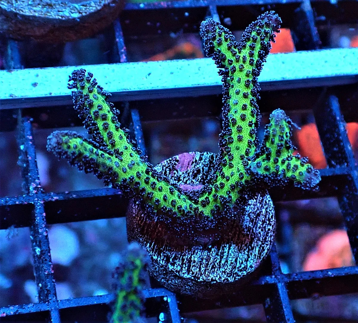 Seritopora sp.