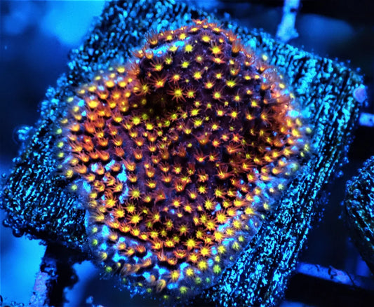Stylocoeniella sp.