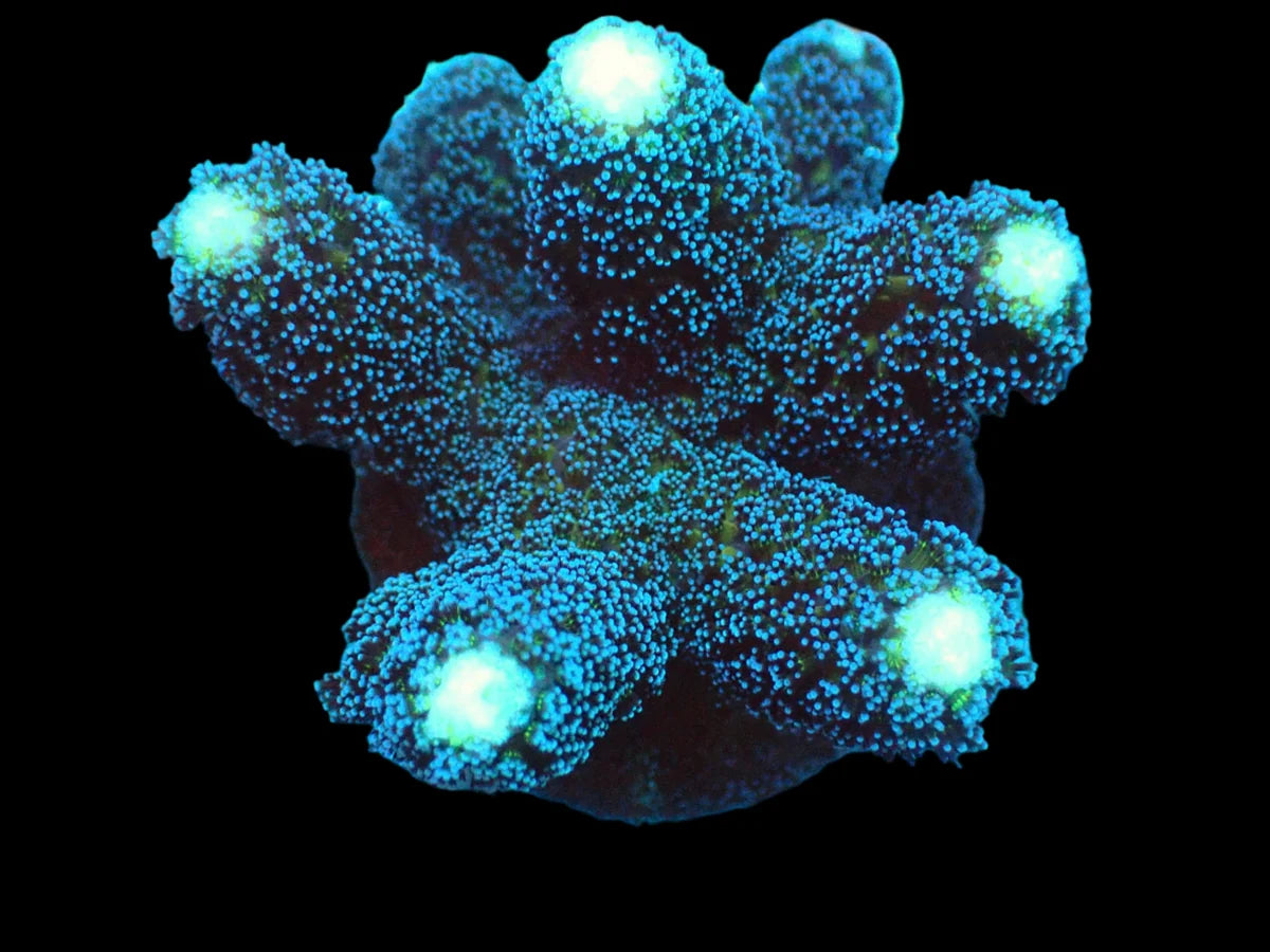 Stylophora sp