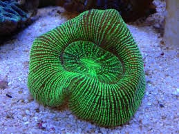 Trachyphyllia geoffroyi