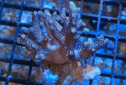 cladiella sp w/ scleractinia