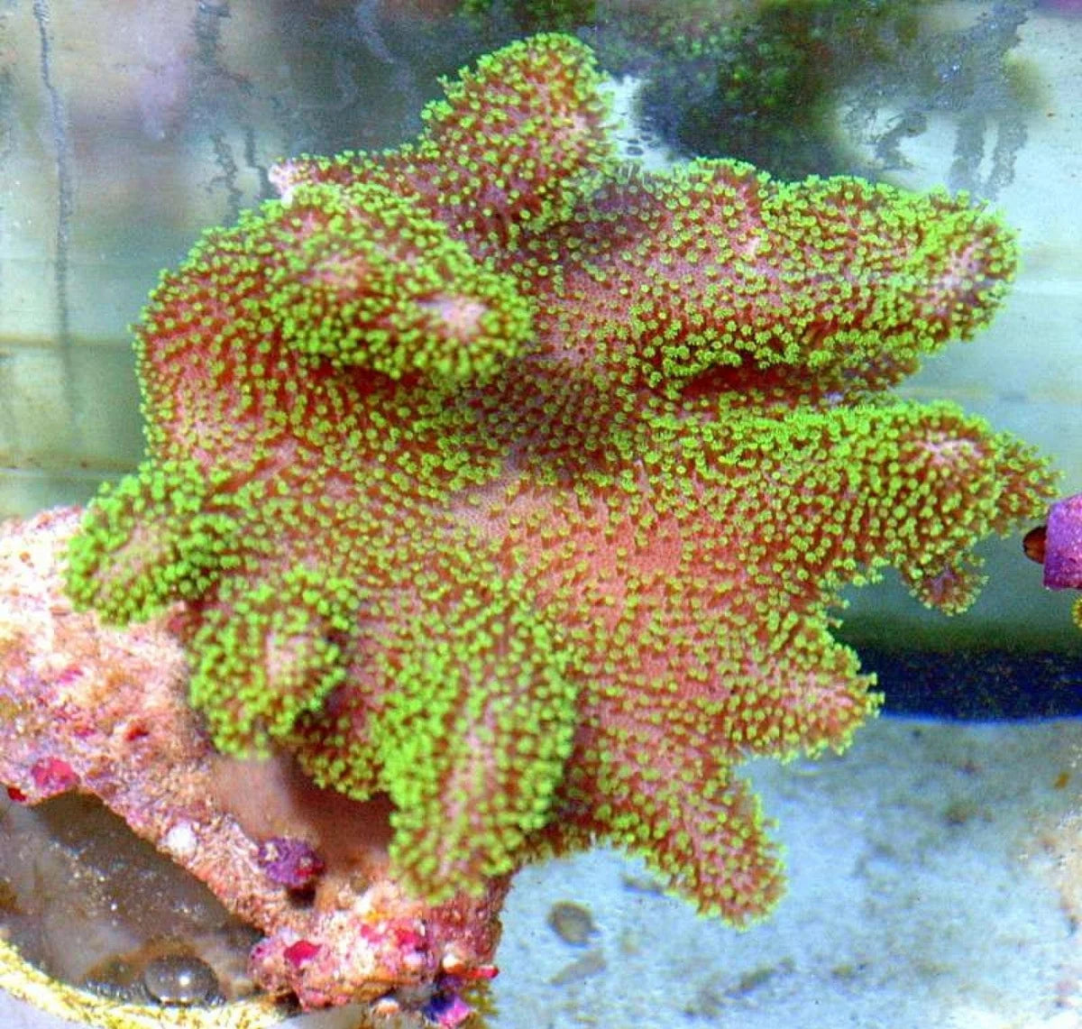 Lobophytum sp. w/ Scleractinia