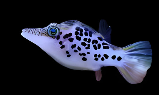 Leopard Toby Pufferfish