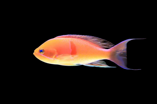 Red Belted Anthias