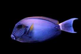 White Freckled Tang