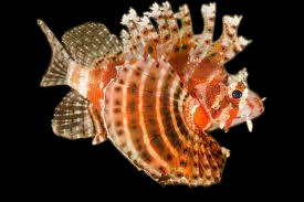 Dwarf Fuzzy Lionfish
