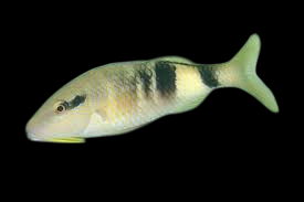 Manybar Goatfish