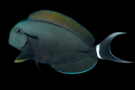 Epaulette Tang